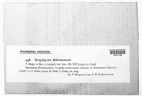 Urophlyctis ruebsaameni image